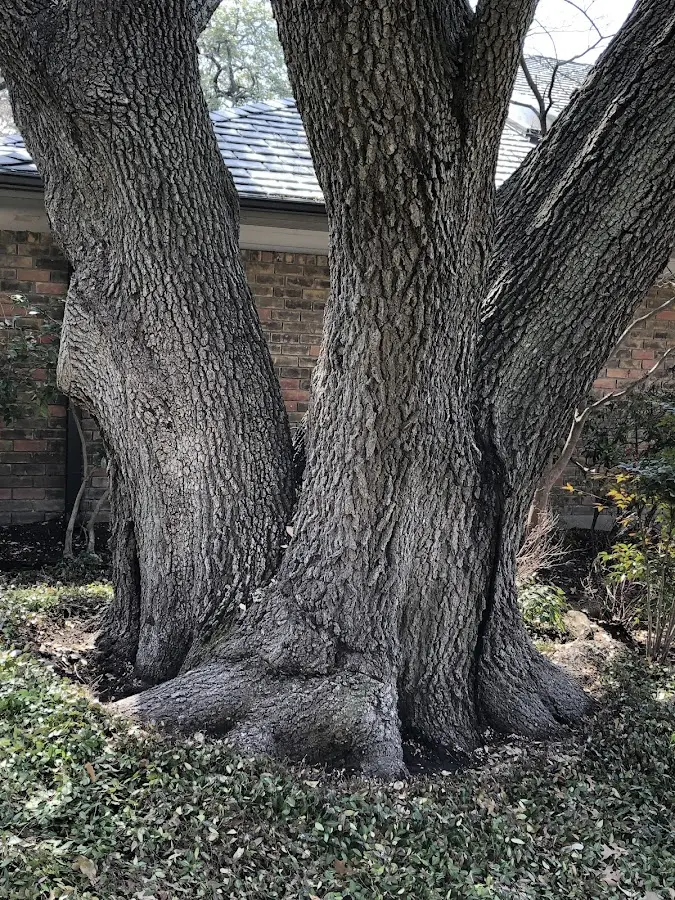 Mature heritage tree close to a Ford property cared for by certified arborists